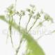 Meerrettich-Armoracia rusticana