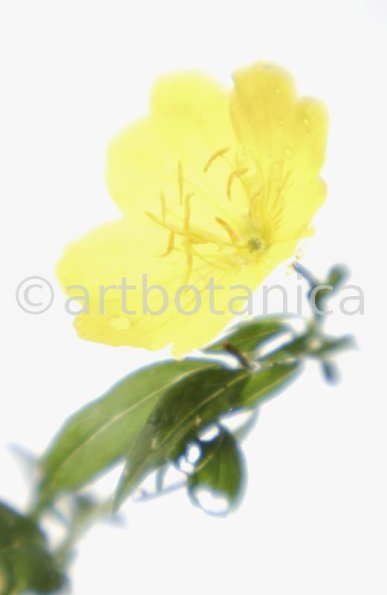 Nachtkerze-Oenothera-biennis-30