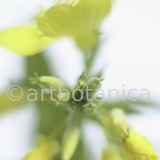 Nachtkerze-Oenothera-biennis-15
