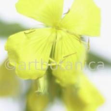 Nachtkerze-Oenothera-biennis-9