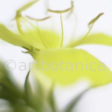 Nachtkerze-Oenothera-biennis-14
