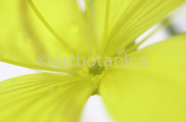 Nachtkerze-Oenothera-biennis-11