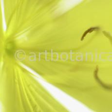 Nachtkerze-Oenothera-biennis-25