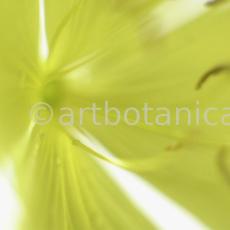 Nachtkerze-Oenothera-biennis-17