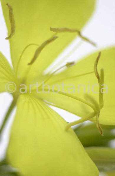 Nachtkerze-Oenothera-biennis-12