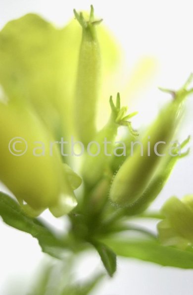 Nachtkerze-Oenothera-biennis-20