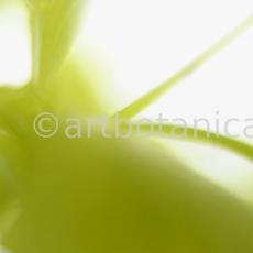 Nachtkerze-Oenothera-biennis-19