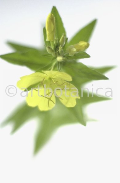 Nachtkerze-Oenothera-biennis-24