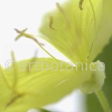 Nachtkerze-Oenothera-biennis-10