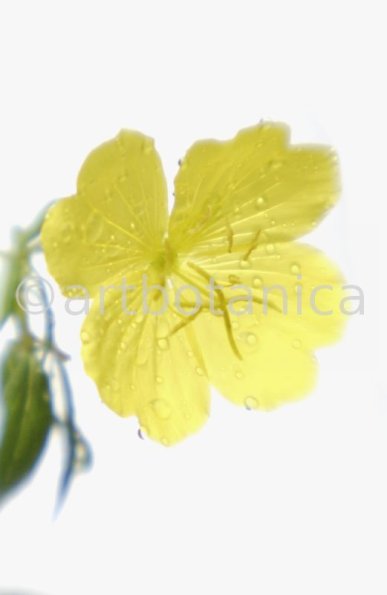 Nachtkerze-Oenothera-biennis-4