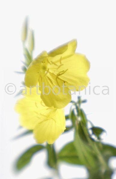 Nachtkerze-Oenothera-biennis-5