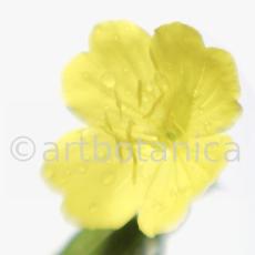 Nachtkerze-Oenothera-biennis-6
