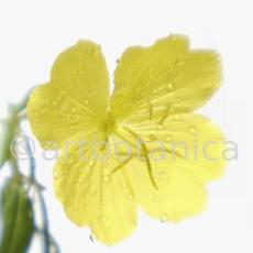 Nachtkerze-Oenothera-biennis-4