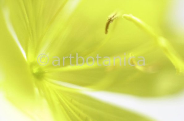 Nachtkerze-Oenothera-biennis-21