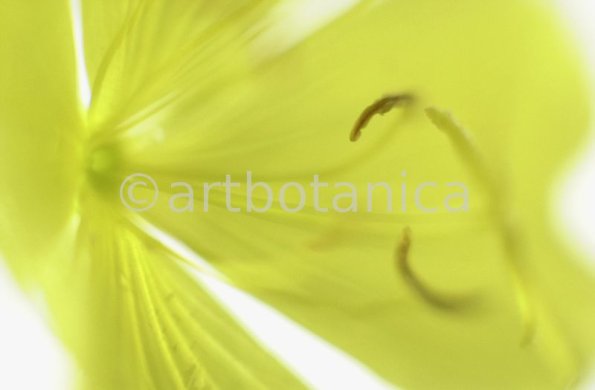 Nachtkerze-Oenothera-biennis-25