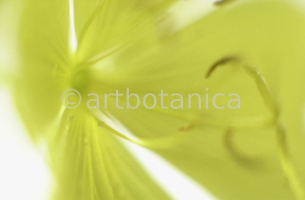 Nachtkerze-Oenothera-biennis-17