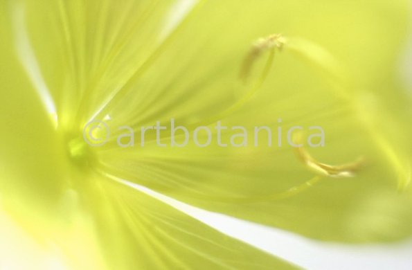 Nachtkerze-Oenothera-biennis-22