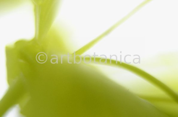 Nachtkerze-Oenothera-biennis-19
