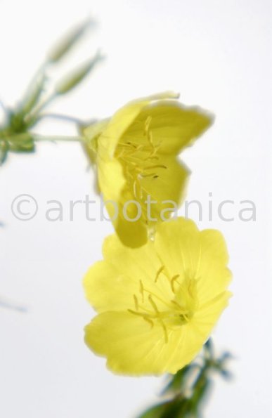 Nachtkerze-Oenothera-biennis-26