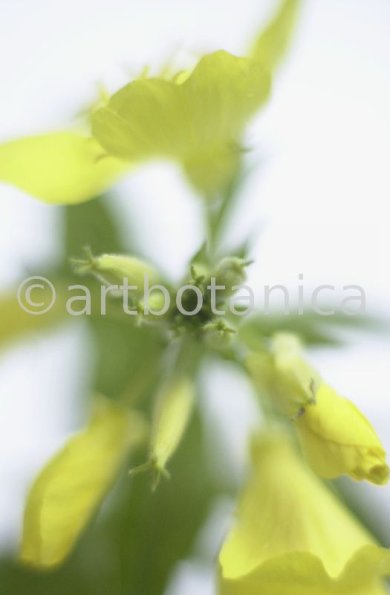 Nachtkerze-Oenothera-biennis-15
