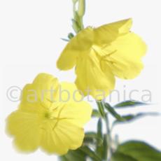 Nachtkerze-Oenothera-biennis-2