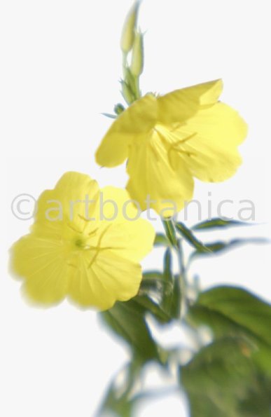 Nachtkerze-Oenothera-biennis-2