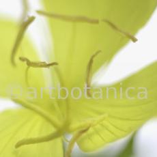 Nachtkerze-Oenothera-biennis-16