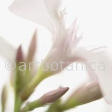 Oleander-Nerium-oleander-14