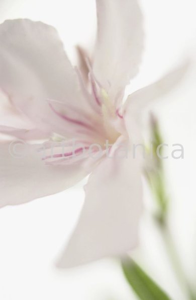 Oleander-Nerium-oleander-7