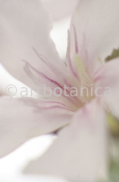 Oleander-Nerium-oleander-11