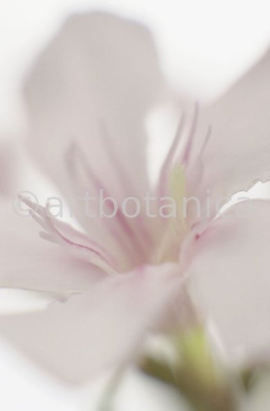Oleander-Nerium-oleander-10