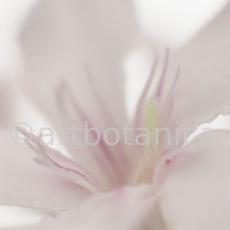 Oleander-Nerium-oleander-10