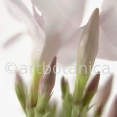 Oleander-Nerium-oleander-12