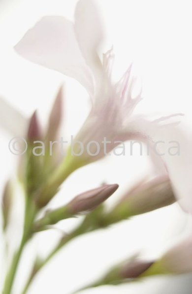 Oleander-Nerium-oleander-14