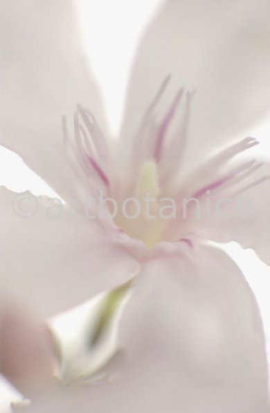Oleander-Nerium-oleander-3