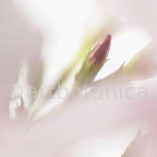 Oleander-Nerium-oleander-13