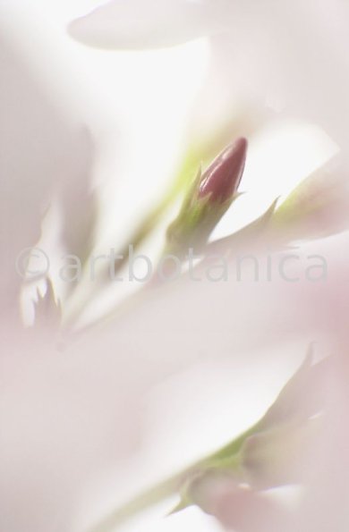 Oleander-Nerium-oleander-13