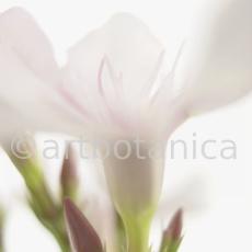 Oleander-Nerium-oleander-8