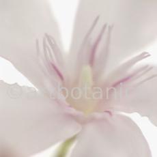 Oleander-Nerium-oleander-3