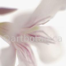 Oleander-Nerium-oleander-5