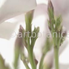 Oleander-Nerium-oleander-16