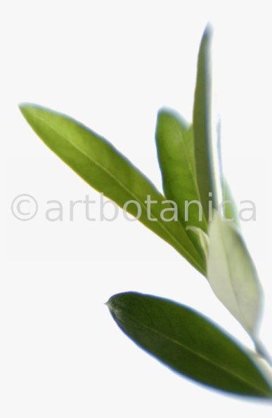 Olive-Olea-europaea-4