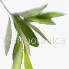 Olive-Olea-europaea-1