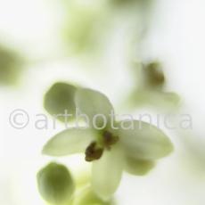 Olive-Olea-europaea-11