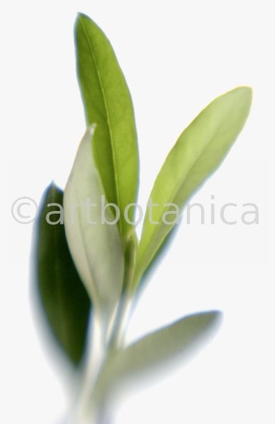 Olive-Olea-europaea-5
