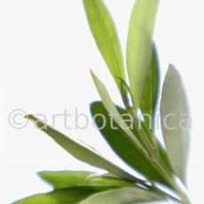 Olive-Olea-europaea-7