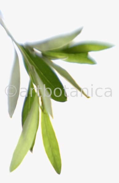 Olive-Olea-europaea-1