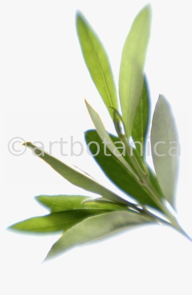 Olive-Olea-europaea-7