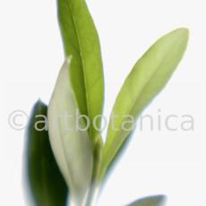 Olive-Olea-europaea-5