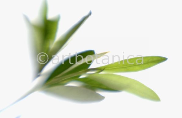 Olive-Olea-europaea-6